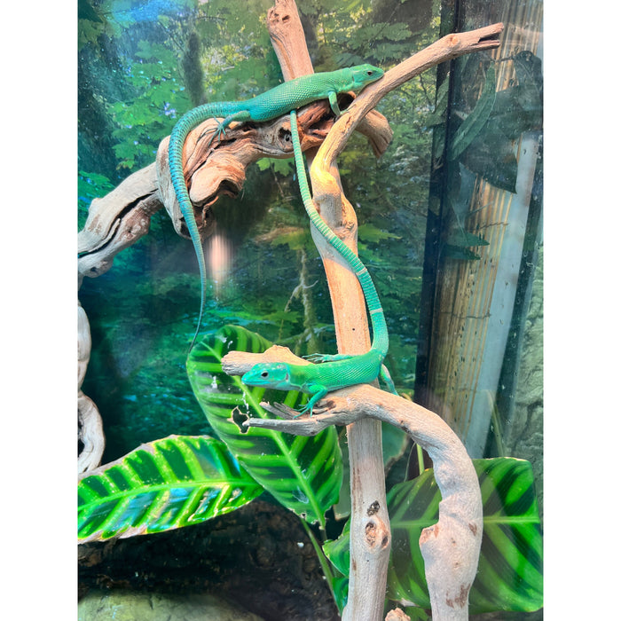 African Green Keel Bellied Lizards (Gastropholis prasina) (1.1 pair)