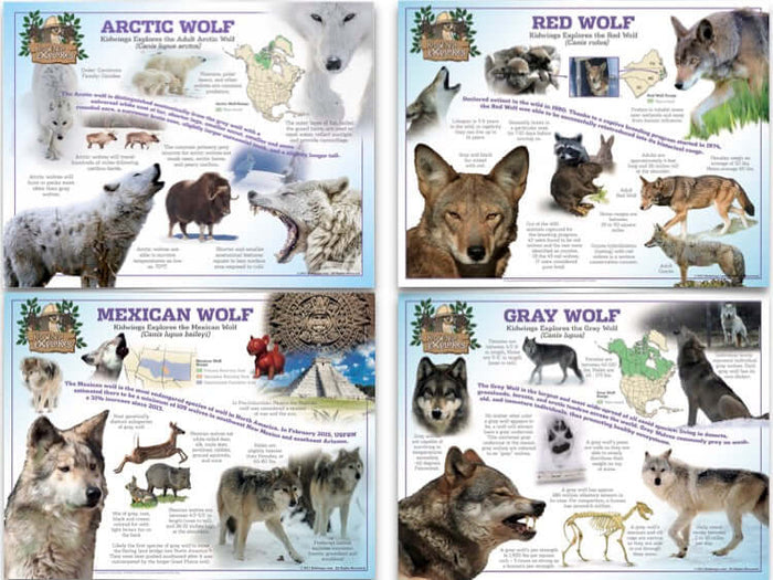 Complete Wolf Poster Set featuring Arctic, Red, Mexican, and Gray Wolves for wildlife education and biology learning.