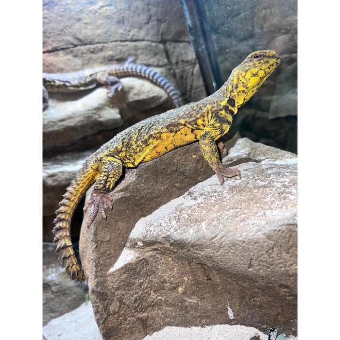 Yellow Saharan Uromastyx (Male) (Uromastyx geyri)