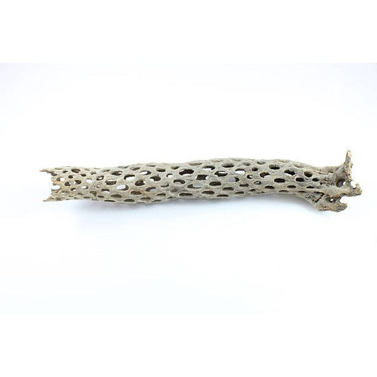 15313 Jungle Bob Cholla X Large