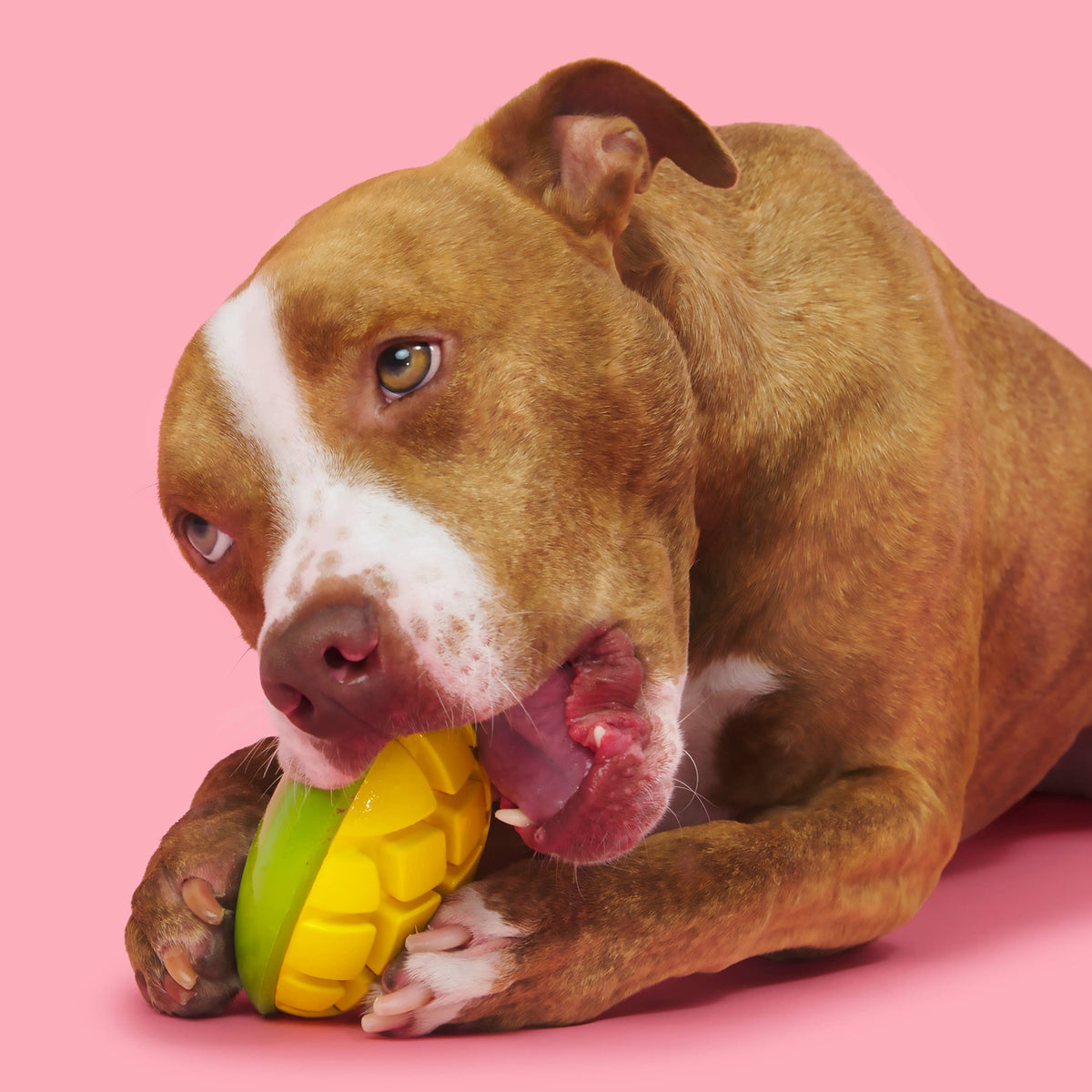 BARK Super Chewer Go Mango Dog Chew Toy L