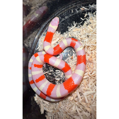 Albino Nelson's Milksnake (Lampropeltis triangulum nelsoni):Jungle Bob's Reptile World