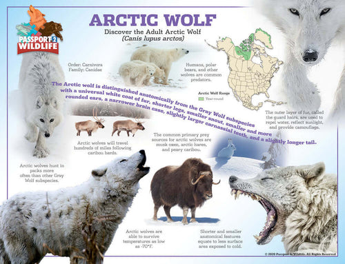 Arctic Wolf Poster