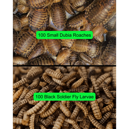 Baby Beardie Feeder Insect Bundle