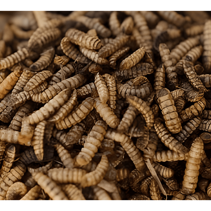 Black Soldier Fly Larvae:Jungle Bob's Reptile World