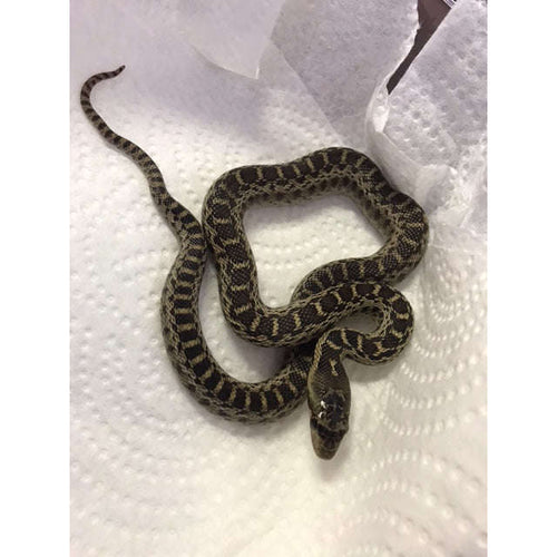 Baby Gopher Snakes 100% Het. Albino:Jungle Bob's Reptile World