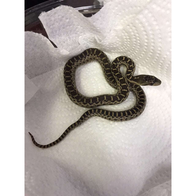 Baby Gopher Snakes 100% Het. Albino:Jungle Bob's Reptile World