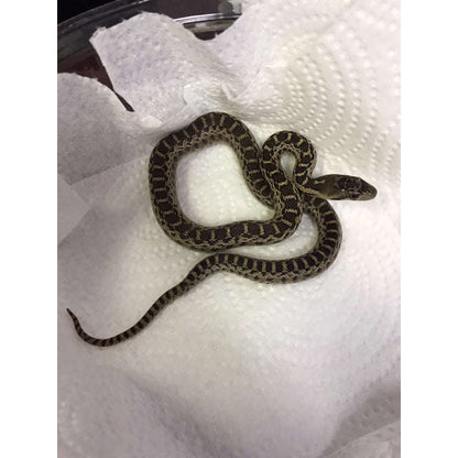 Baby Gopher Snakes 100% Het. Albino:Jungle Bob's Reptile World