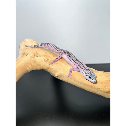 Baby/Juvenile Leopard Gecko (Mack Super Snow)