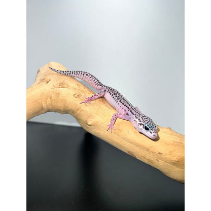 Baby/Juvenile Leopard Gecko (Mack Super Snow)
