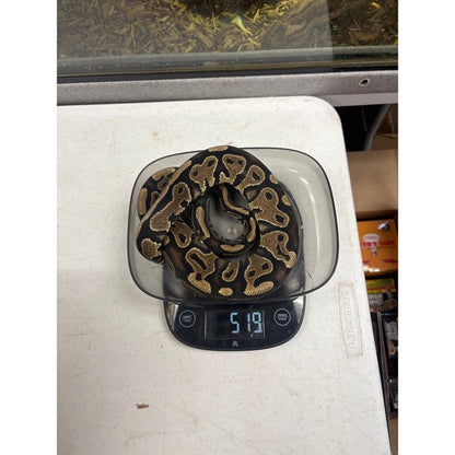Ball Python (Yellow Belly)