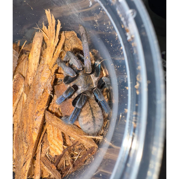 Cobalt Blue Tarantula (Cyriopagopus lividum)