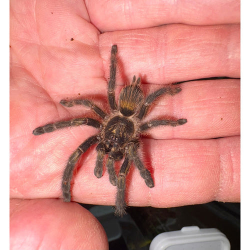 Costa Rican Orange Mouth SLING (Psalmopoeus reduncus)