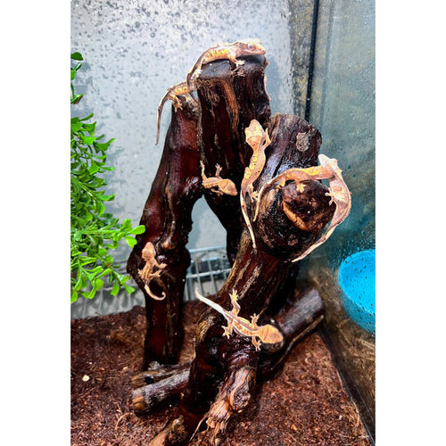 Crested Gecko (Baby) (Correlophus ciliatus)