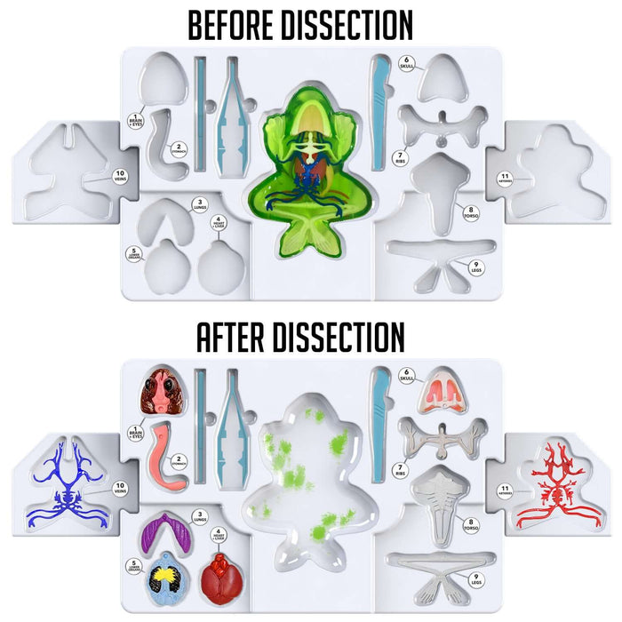 Dissect It Frog Super Lab - 2 Refills!