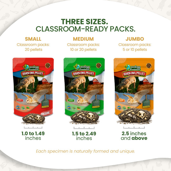 Ecology Foundations Classroom Essentials for Teaching 10 Students