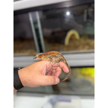 Gargoyle Gecko (Red Striped) (Female)