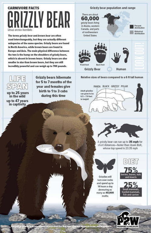 Grizzly Bear Facts 11x17 Poster featuring grizzly bear illustrations and fascinating facts about its life, diet, and habitat.