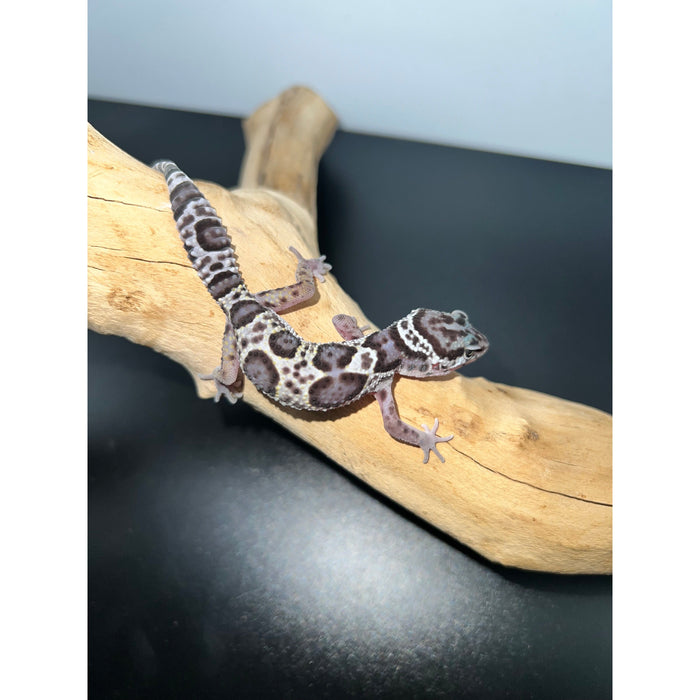 Mack Snow Leopard Gecko (Baby)