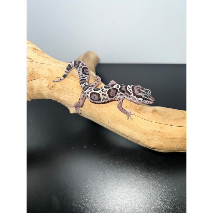 Mack Snow Leopard Gecko (Baby)