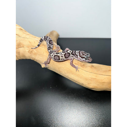 Mack Snow Leopard Gecko (Baby)