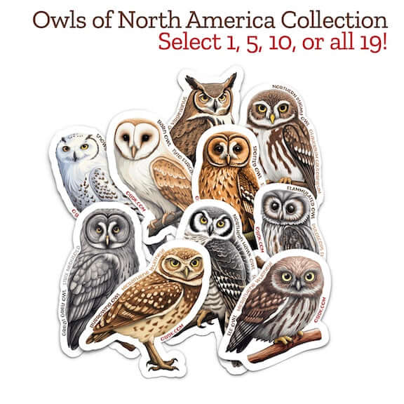 Owls of North America Sticker Collection -- Select 10 featuring various owl designs for wildlife education and biology learning.