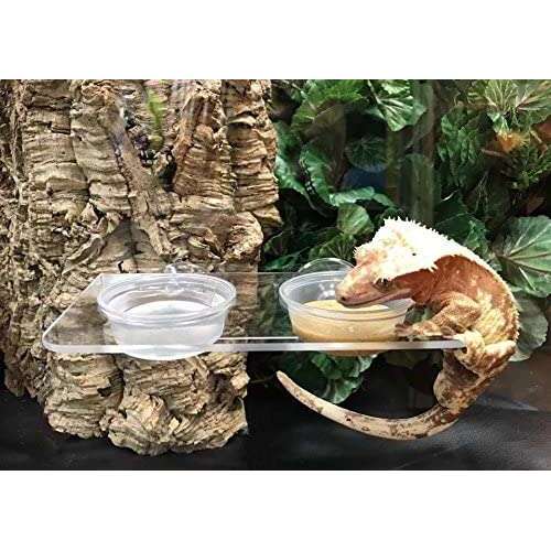 Pangea Suction Cup Feed Ledge:Jungle Bob's Reptile World