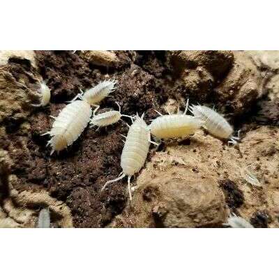 Powder White Isopods (Porcellinoides pruinosis):Jungle Bob's Reptile World