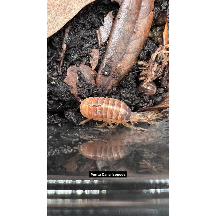 Punta Cana Isopods (10ct) (Armadillidium vulgare)