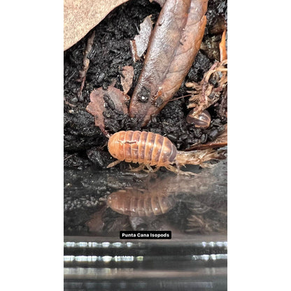 Punta Cana Isopods (10ct) (Armadillidium vulgare)