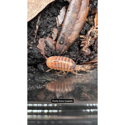 Punta Cana Isopods (10ct) (Armadillidium vulgare)