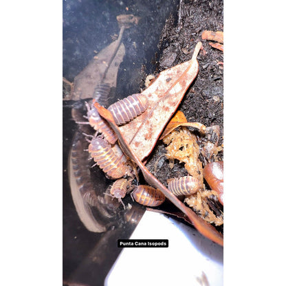 Punta Cana Isopods (10ct) (Armadillidium vulgare)