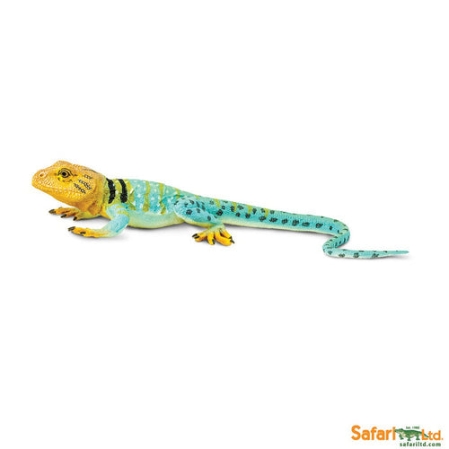 Safari Collared Lizard