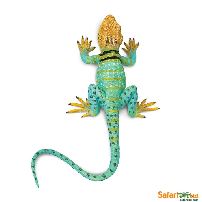 Safari Collared Lizard