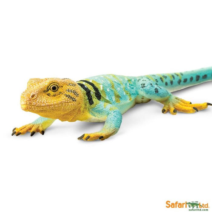 Safari Collared Lizard