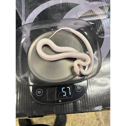 White Sided Florida Kingsnake