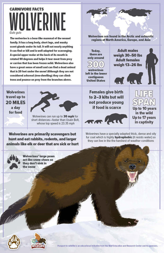 Wolverine Facts 11x17 Poster featuring informative illustrations about wolverine behavior, diet, and habitat for wildlife education.