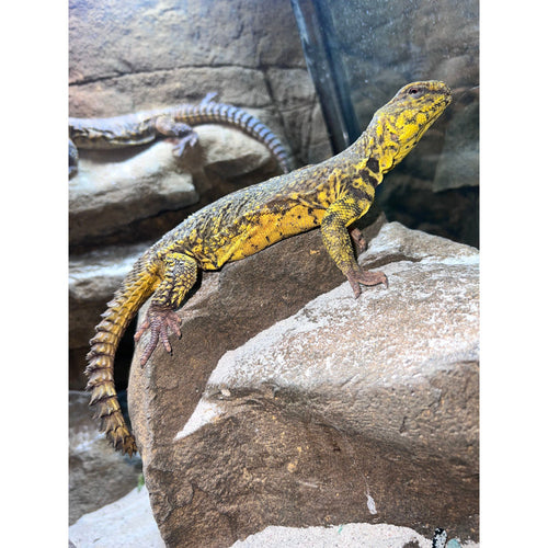Yellow Saharan Uromastyx (Male) (Uromastyx geyri)