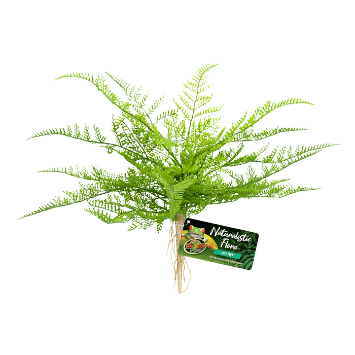Zoo Med Naturalistic Flora Lace Fern Terrarium Plant:Jungle Bob's Reptile World