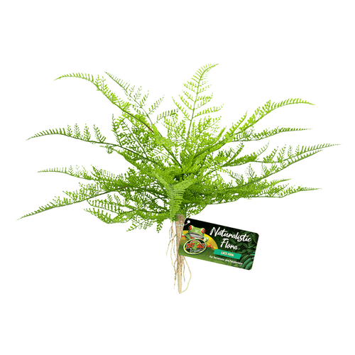 Zoo Med Naturalistic Flora Lace Fern Terrarium Plant:Jungle Bob's Reptile World