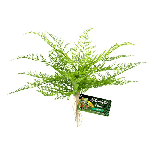 Zoo Med Naturalistic Flora Lace Fern Terrarium Plant:Jungle Bob's Reptile World